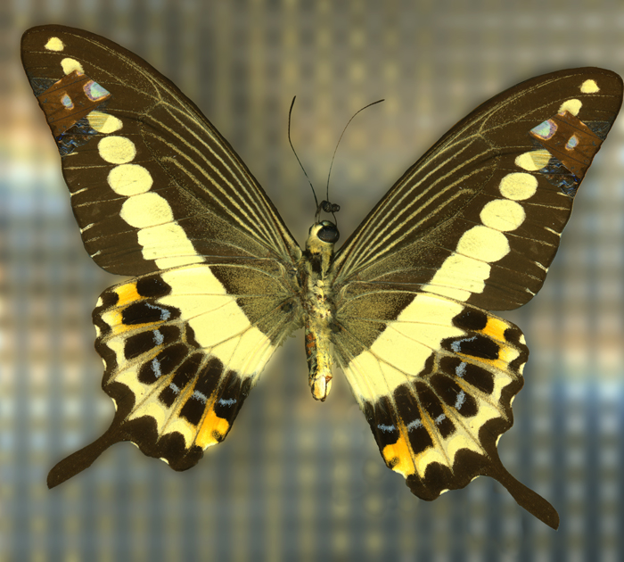 Branded Swallowtail